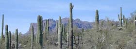 Sonoran Desert